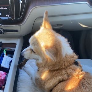 Meet your Posher, Zoey